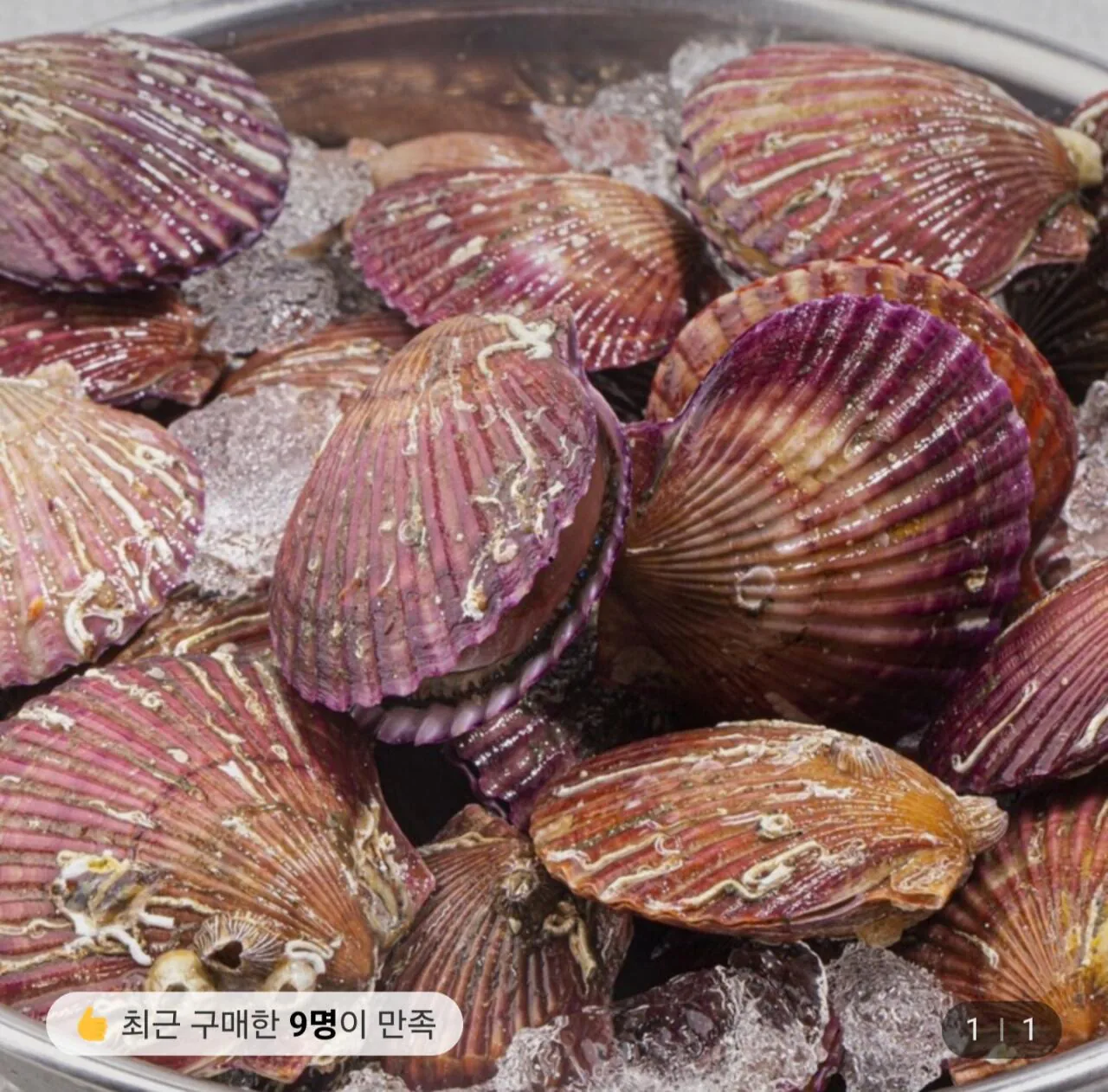 포텐 [롯데온] 통영 홍가리비 5kg (kg당 20미내외)