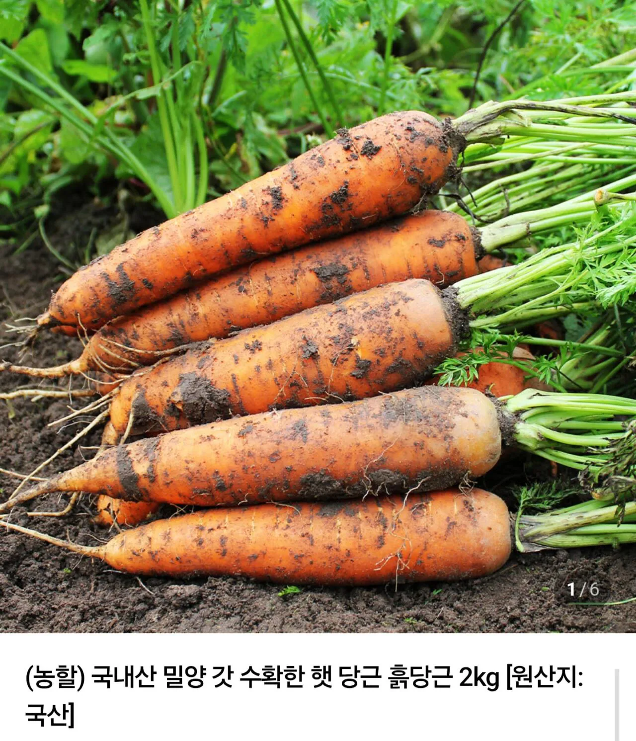 국내산 밀양 햇당근 5kg